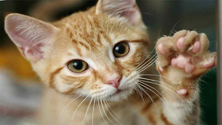 बिल्ली के पंजे से पहली बार फैला रेबीज, 13 साल के मासूम की मौत, दिमाग तक फैल गया था गंभीर इंफेक्शन