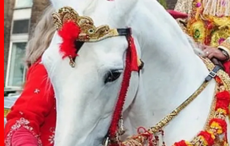 दूल्हा सहित दौड़ी और कुएं में कूद गई घोड़ी, बारात में मच गई खलबली