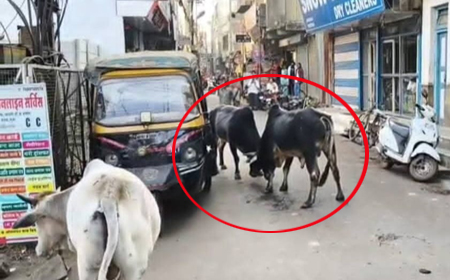 गुना में कलेक्टर का आदेश बेअसर, बाजार में सांडों का आतंक जारी, नगर पालिका टीम नदारद