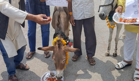 इंद्रदेव को मनाने का अनोखा टोटका : गधों को खिलाए गए गुलाब जामुन, 44 जिलों में बारिश का अलर्ट